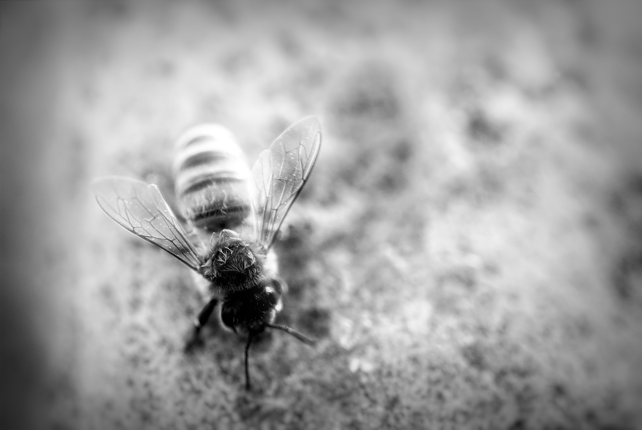 honeybee  black and white  flower free photo