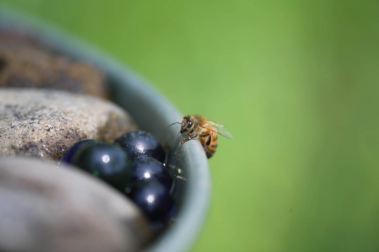 honeybee  macro  nature free photo