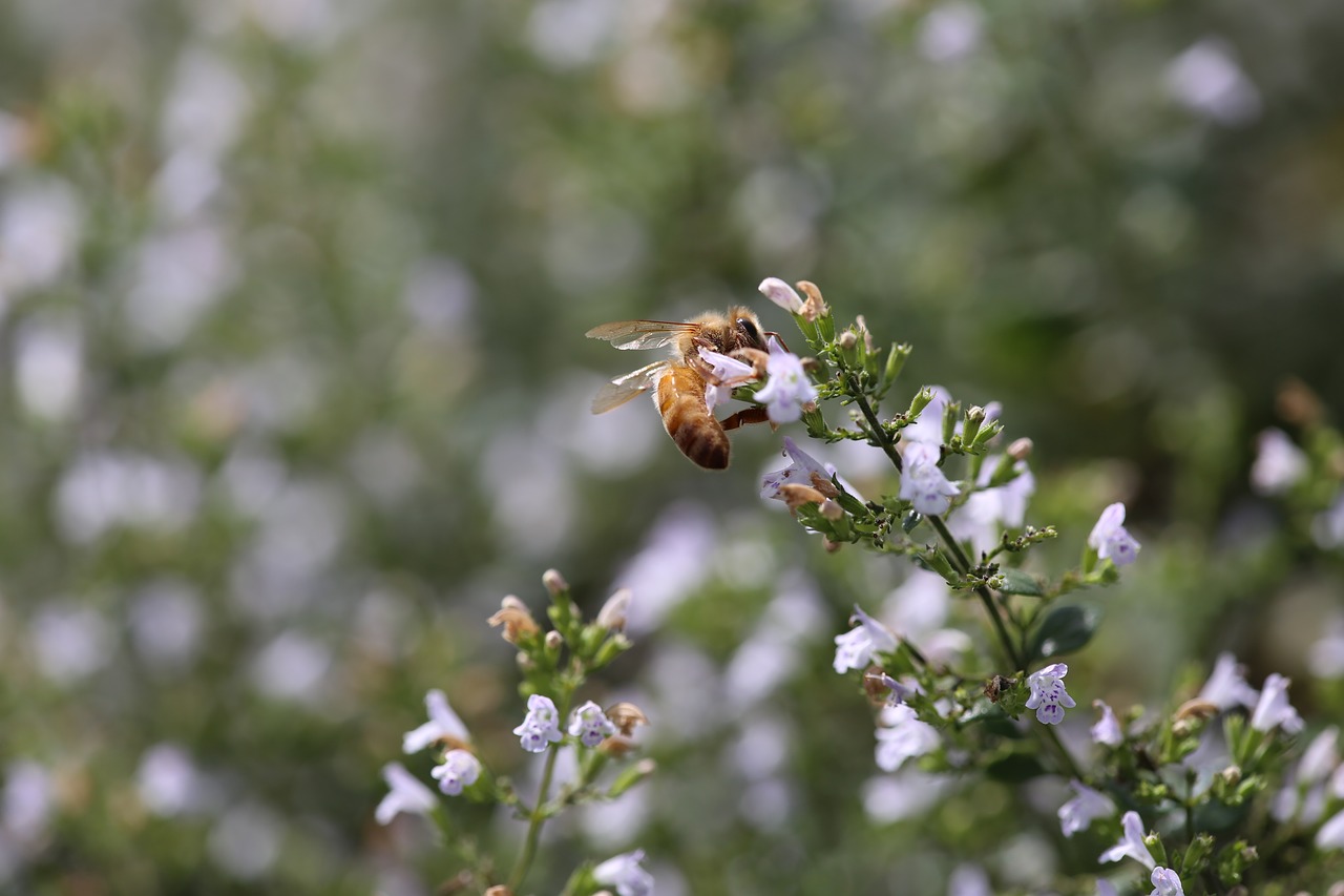 honeybee  bee  insect free photo