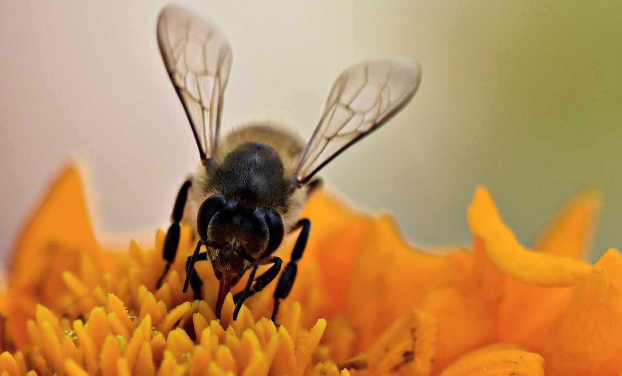 honeybee  apis  pollination free photo