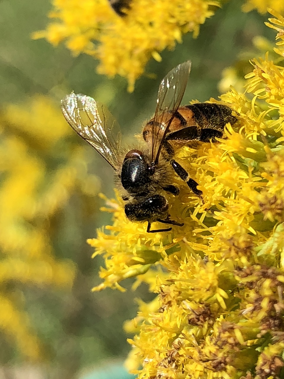 honeybee  goldenrod  nectar free photo