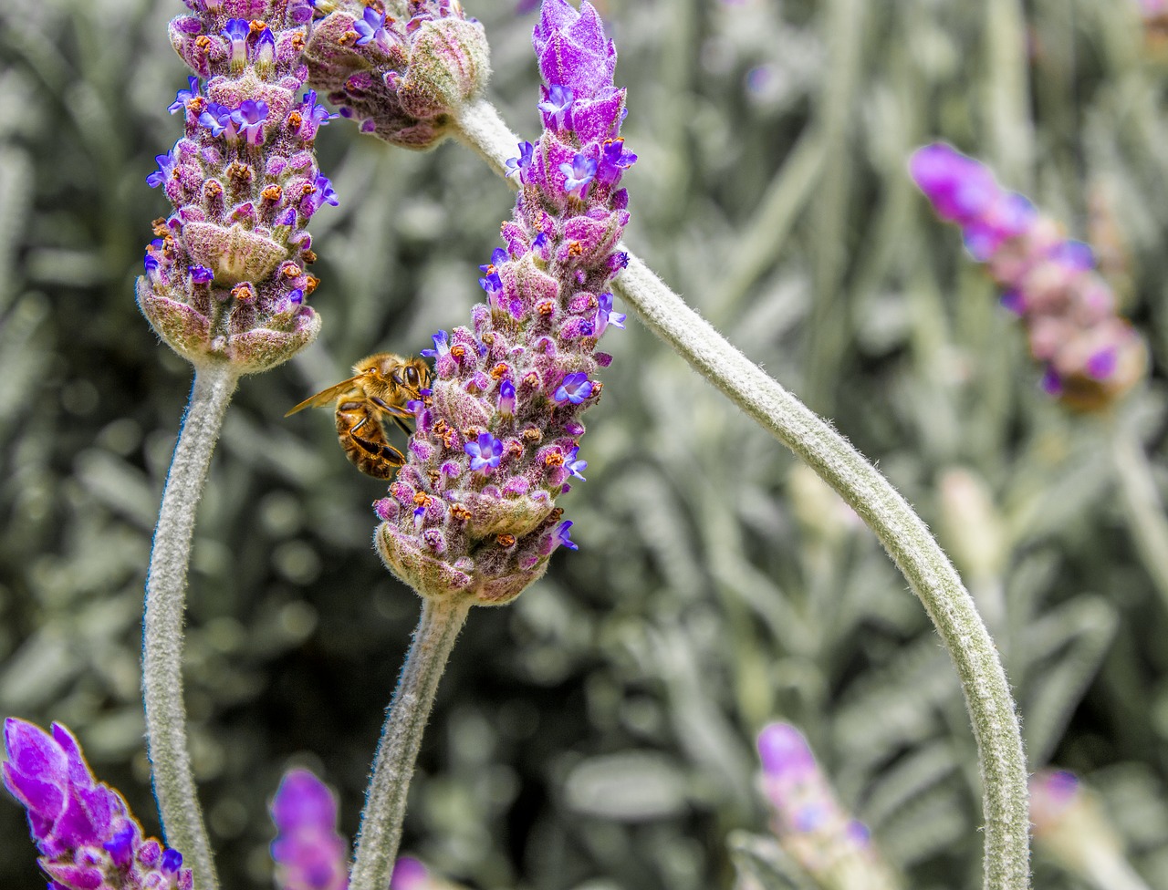 honeybee  bee  insect free photo
