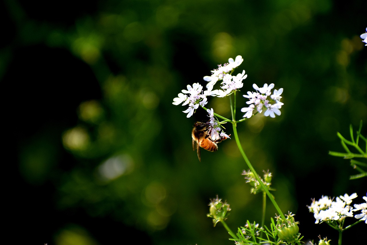 honeybee  nectar  flower free photo