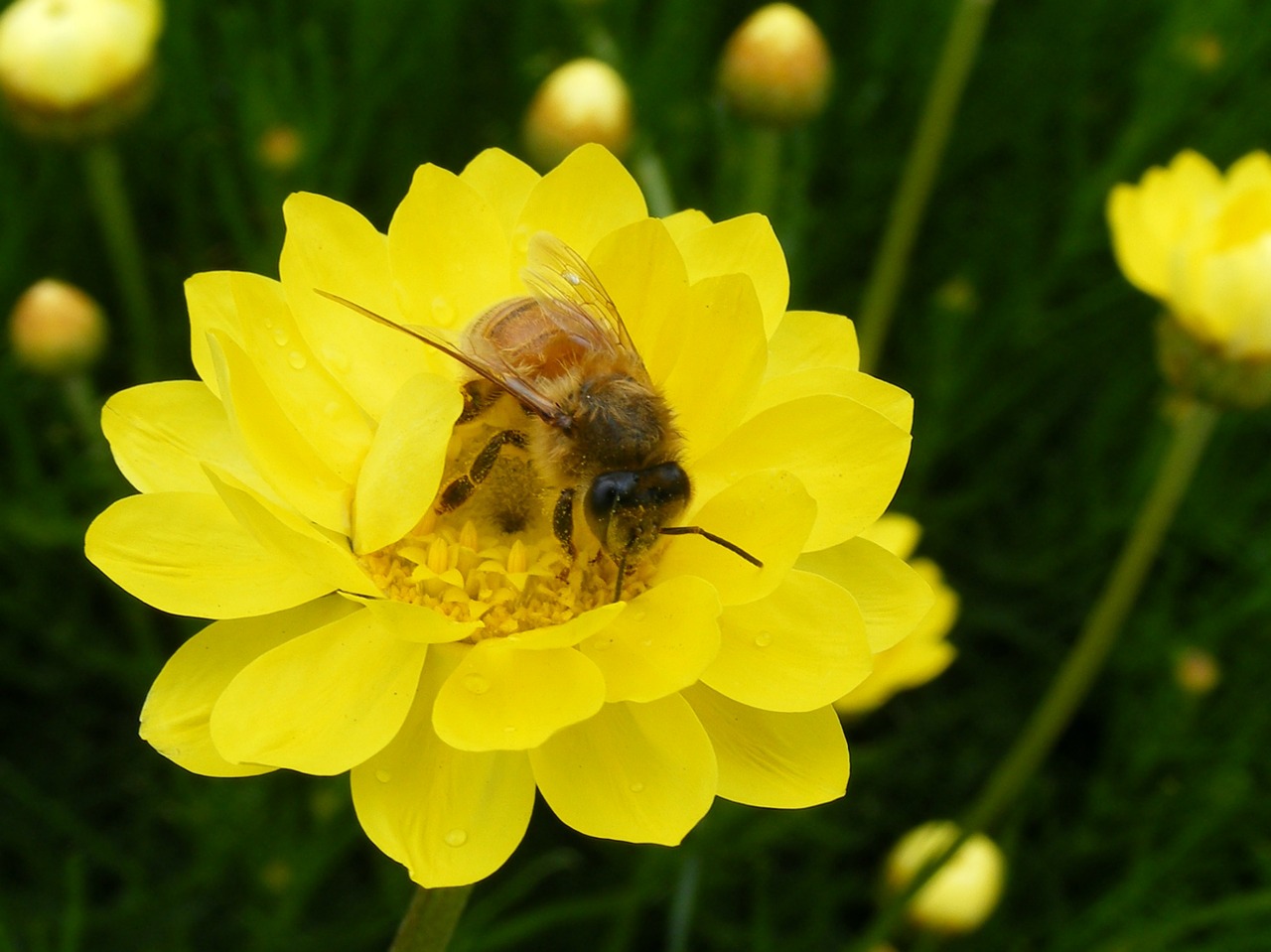 honeybee paper daisy daisy free photo