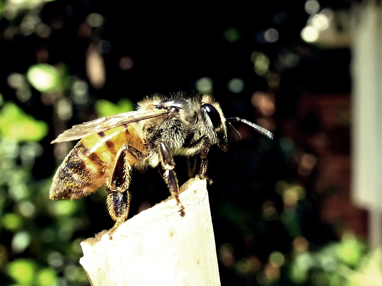 honeybee bee honey free photo