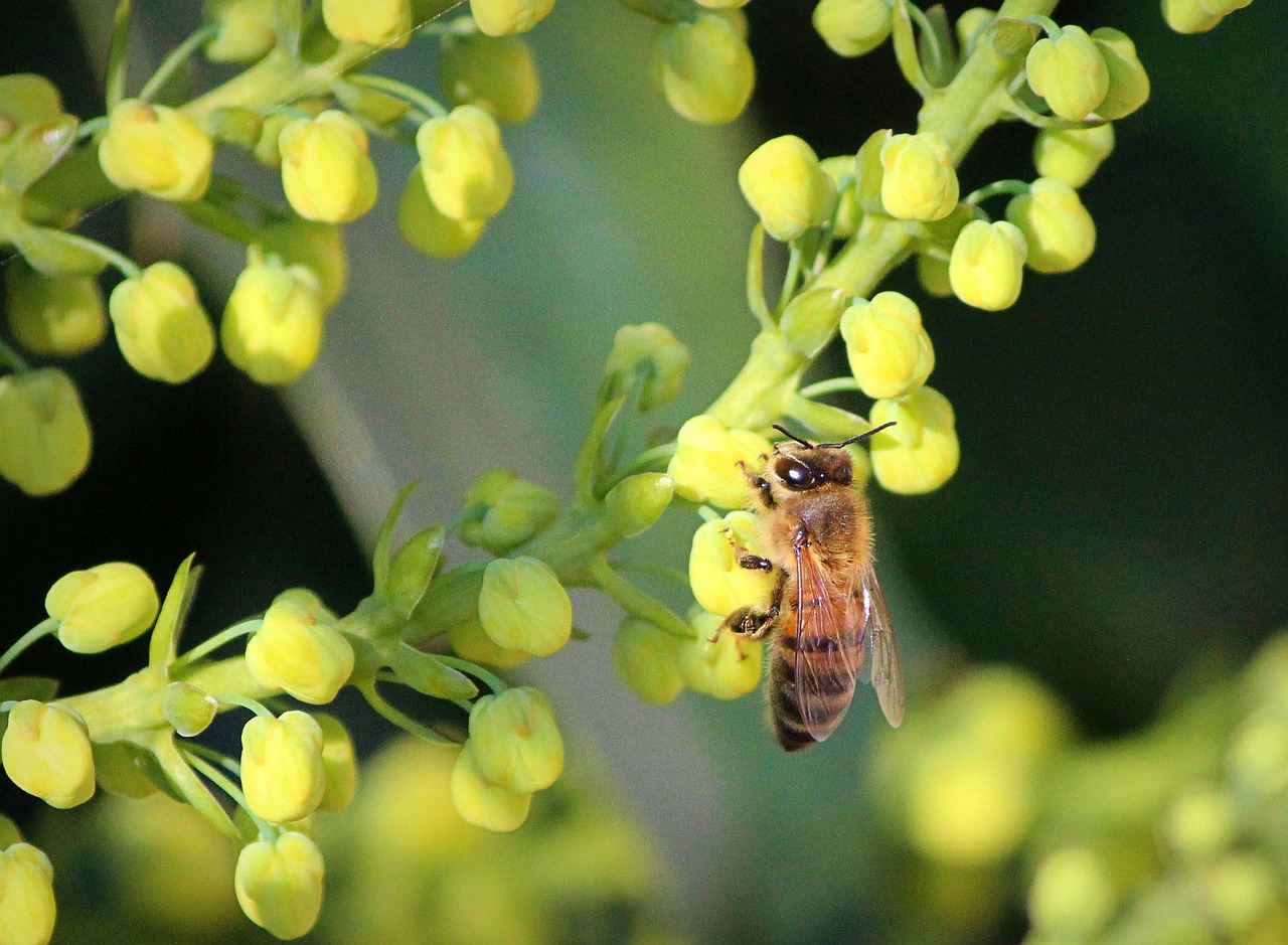 honeybee mahonia flowers pollinate free photo