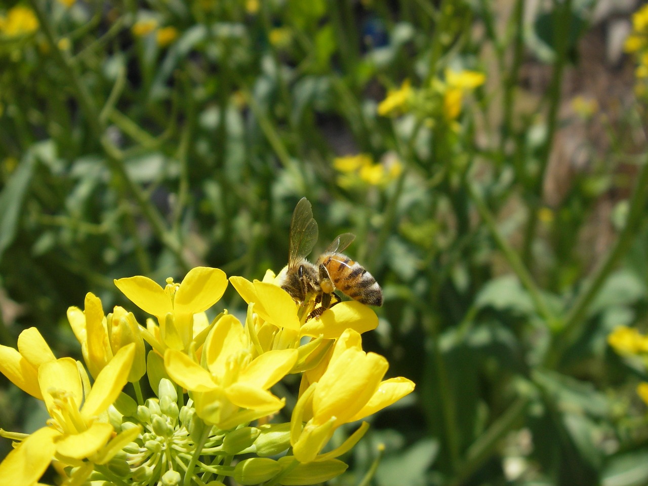 honeybee bee rape blossoms free photo