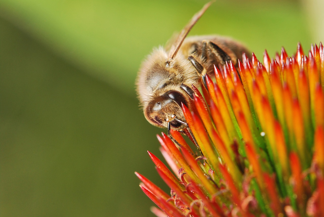 honeybee nectar pollen free photo