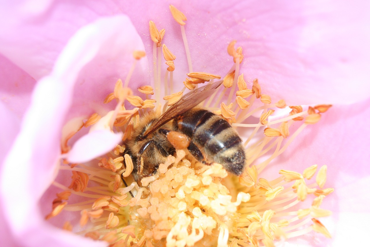 honeybee nectar pollen free photo