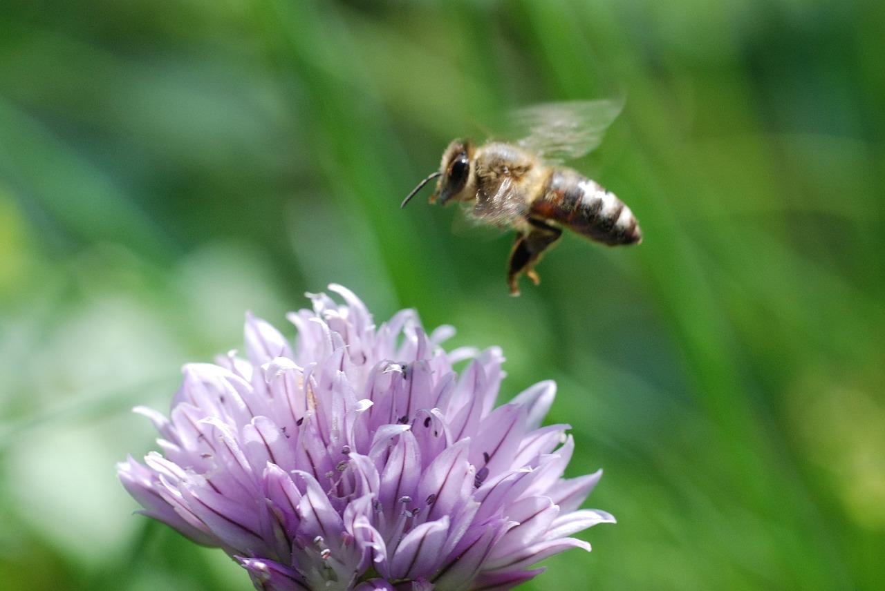 honeybee flying insect free photo