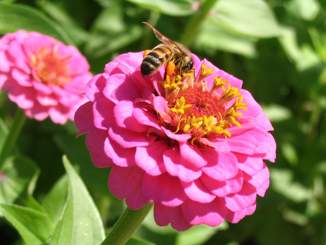 honeybee zinnia insect free photo