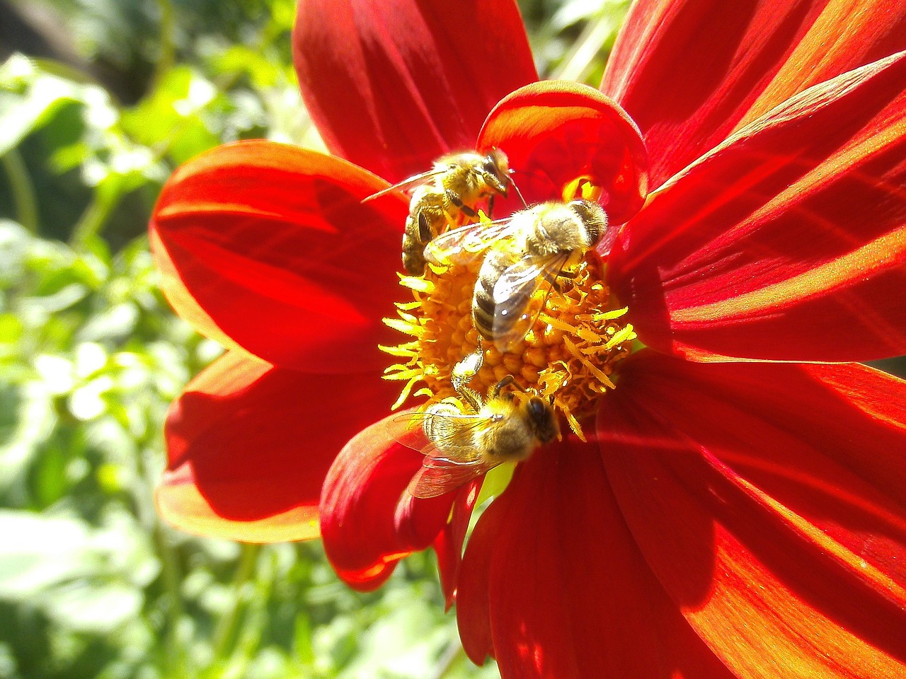 honeybee pollinator insect free photo