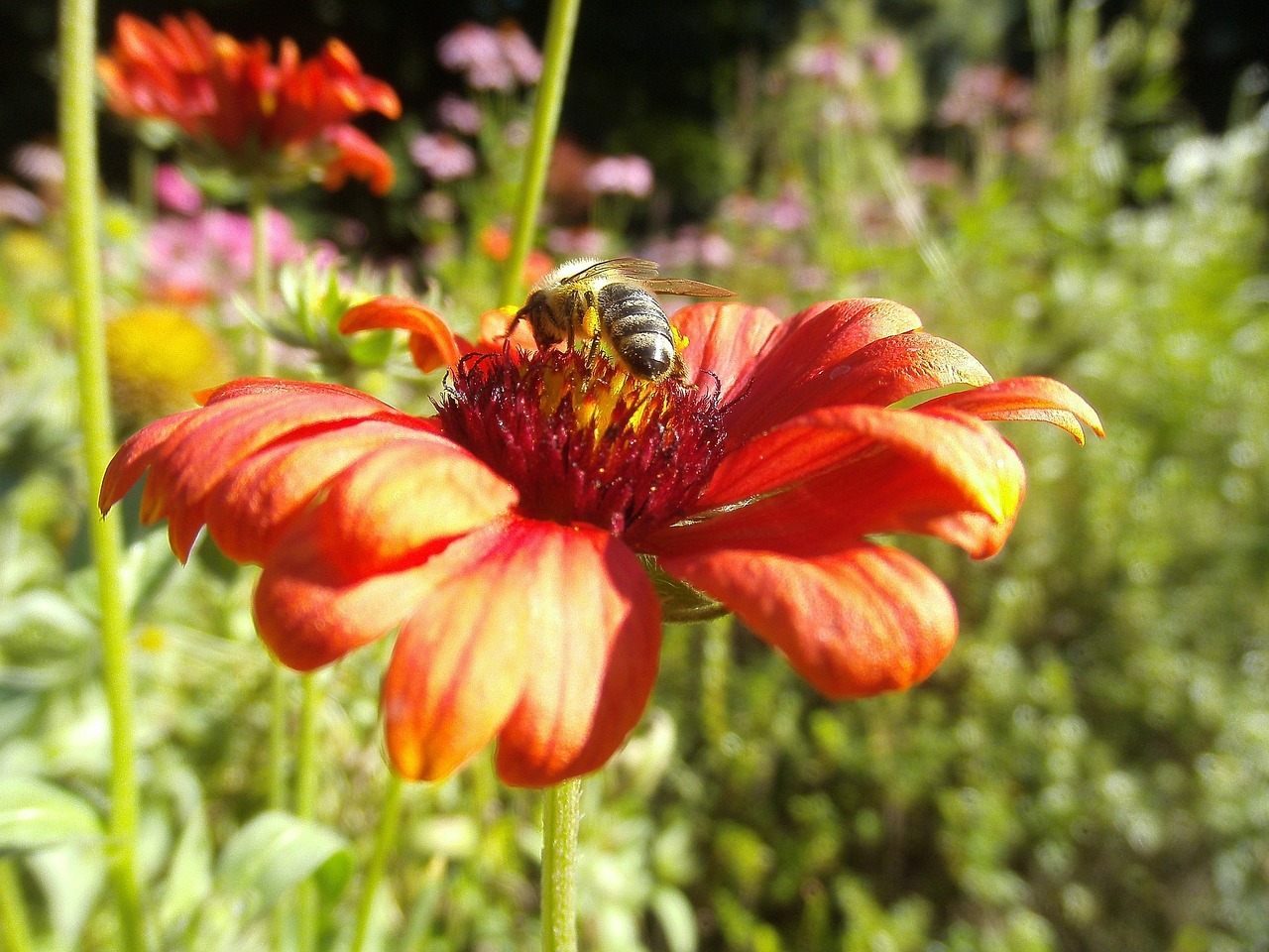 honeybee pollinator insect free photo