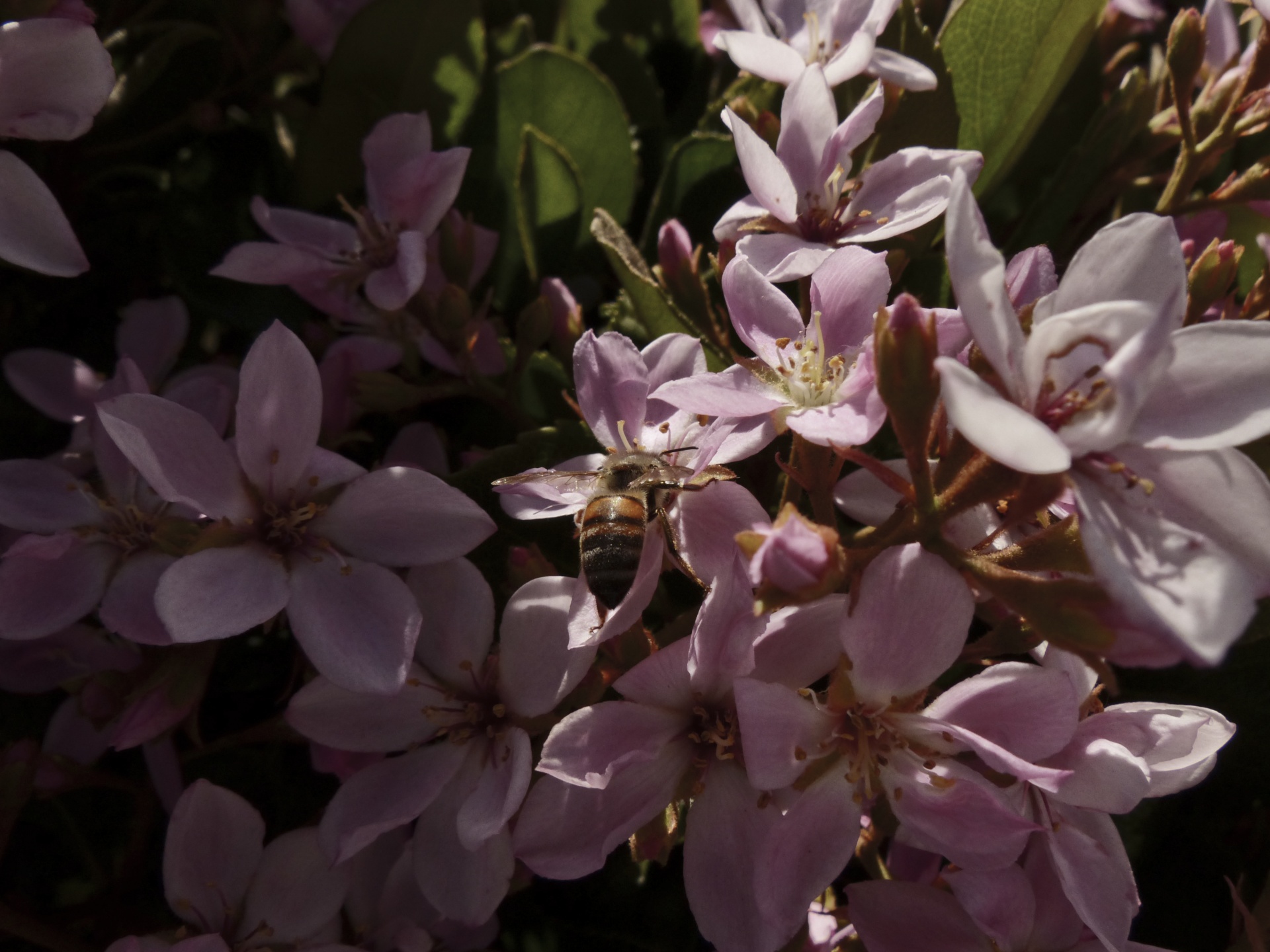 honeybee pink flowers free photo