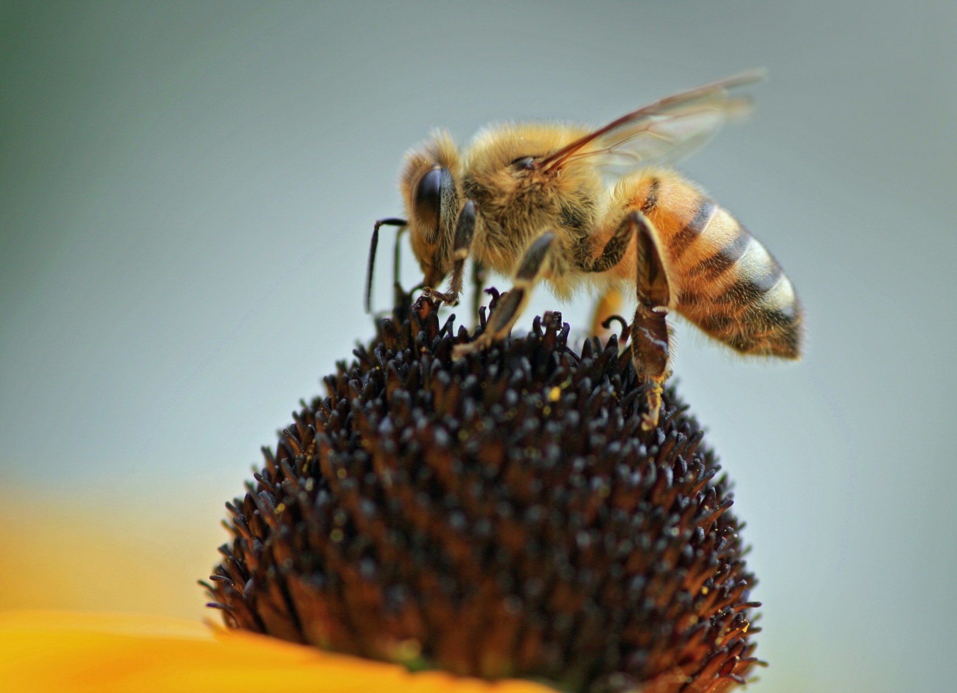 honeybee nectar pollen free photo