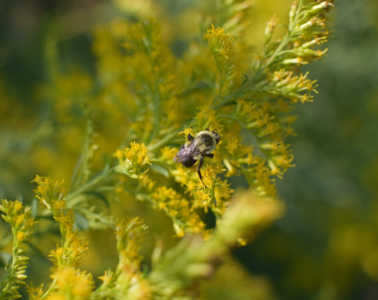 honeybee in goldenrod bee insect free photo