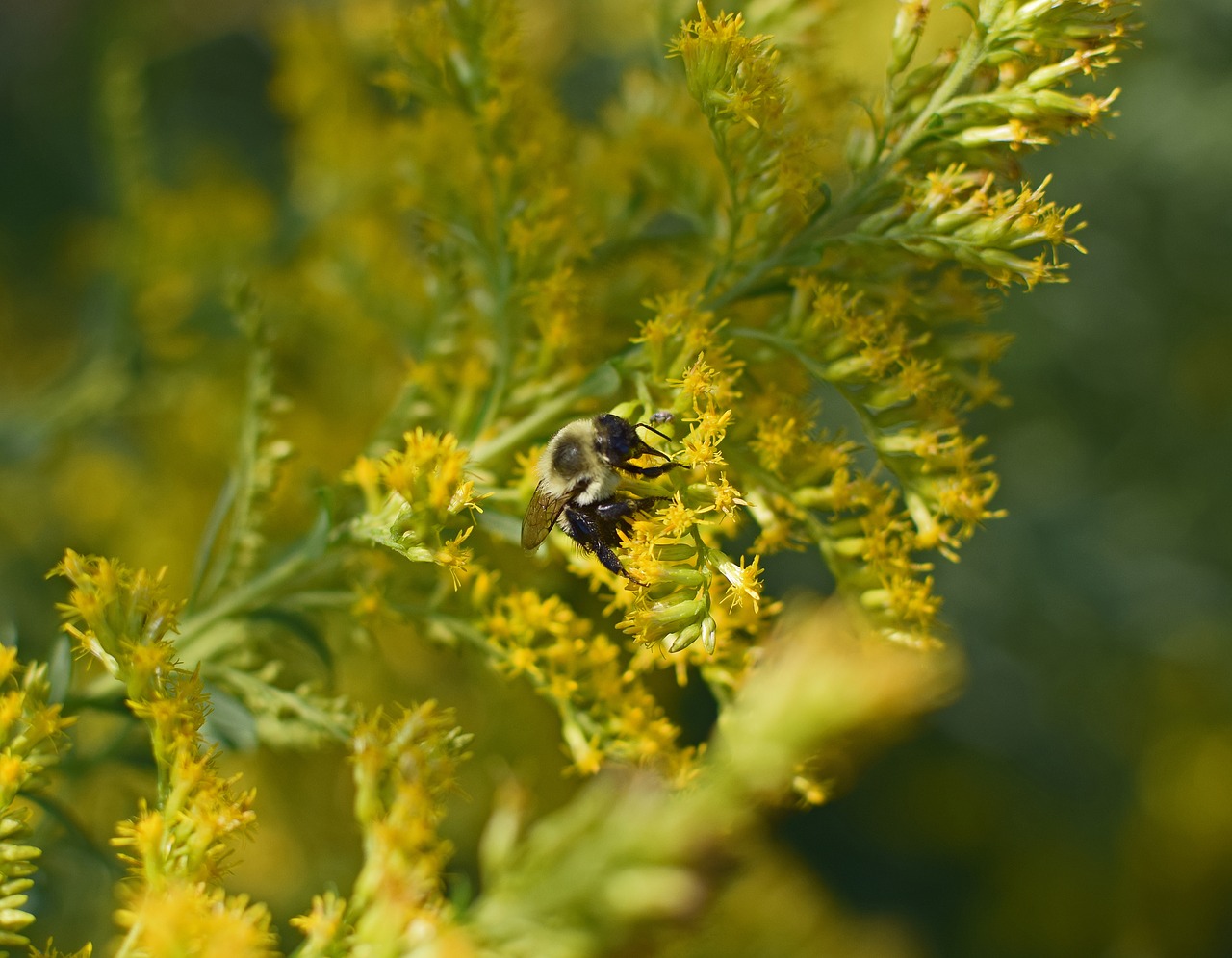 honeybee in goldenrod bee insect free photo