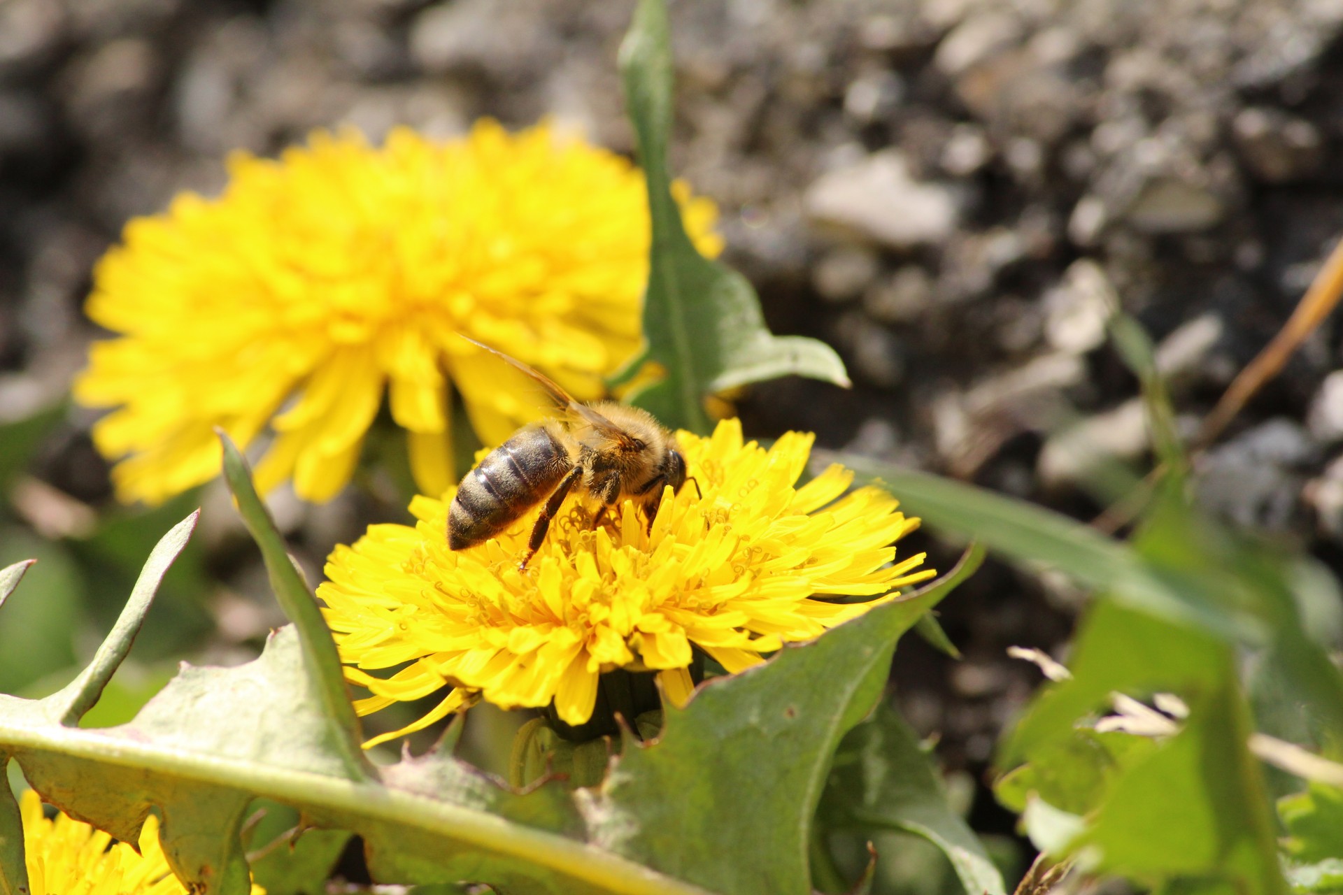 bee honeybee dandelion free photo