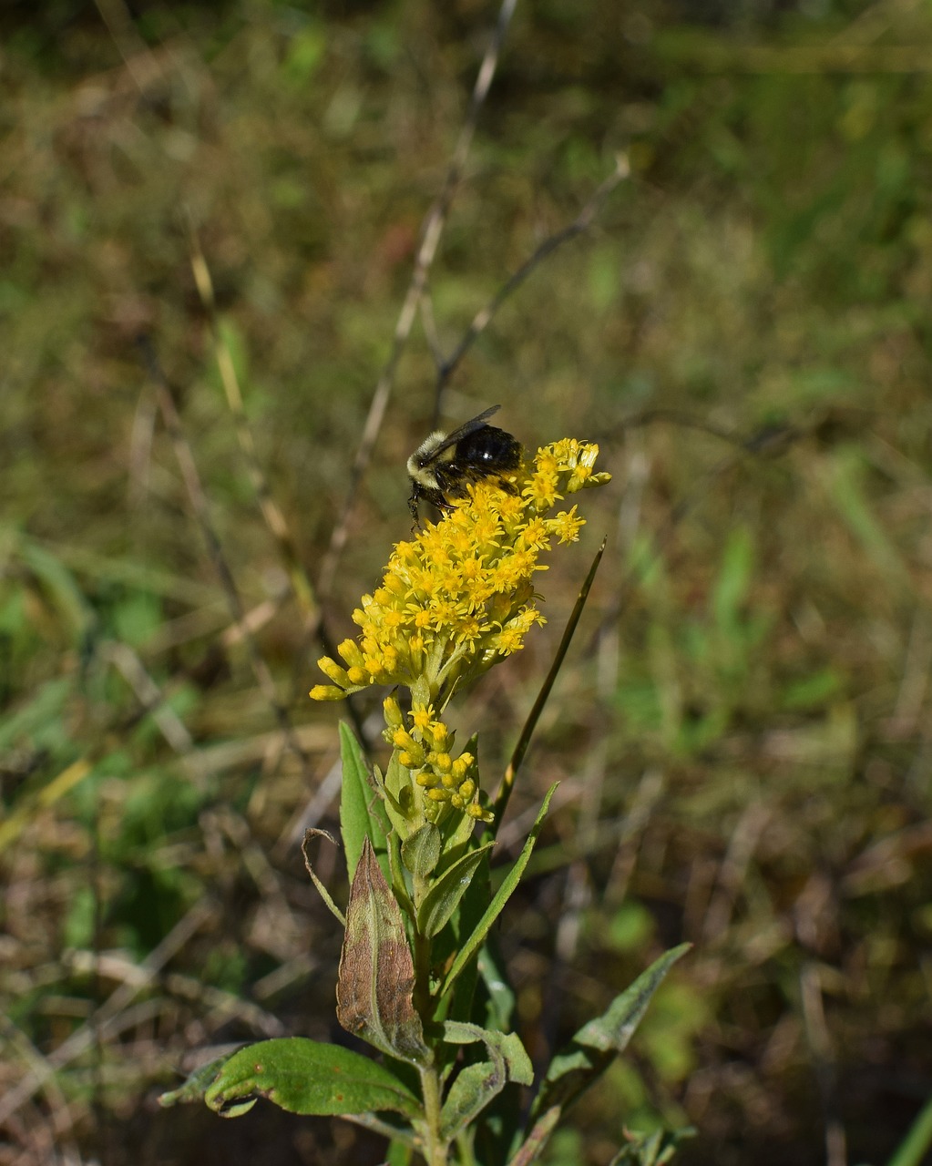 honeybee on goldenrod bee insect free photo