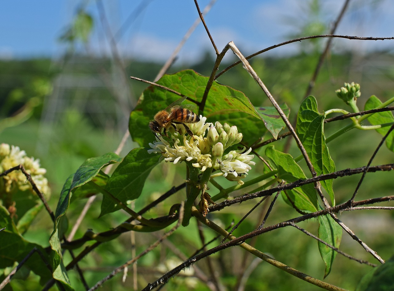 honeybee on milkweed bee insect free photo