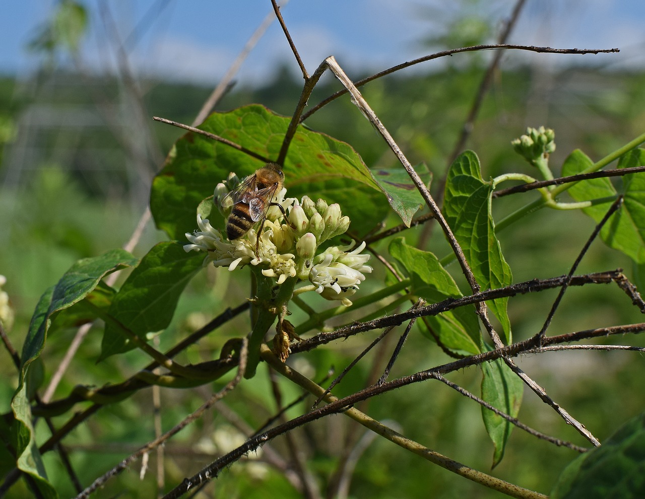 honeybee on milkweed bee insect free photo