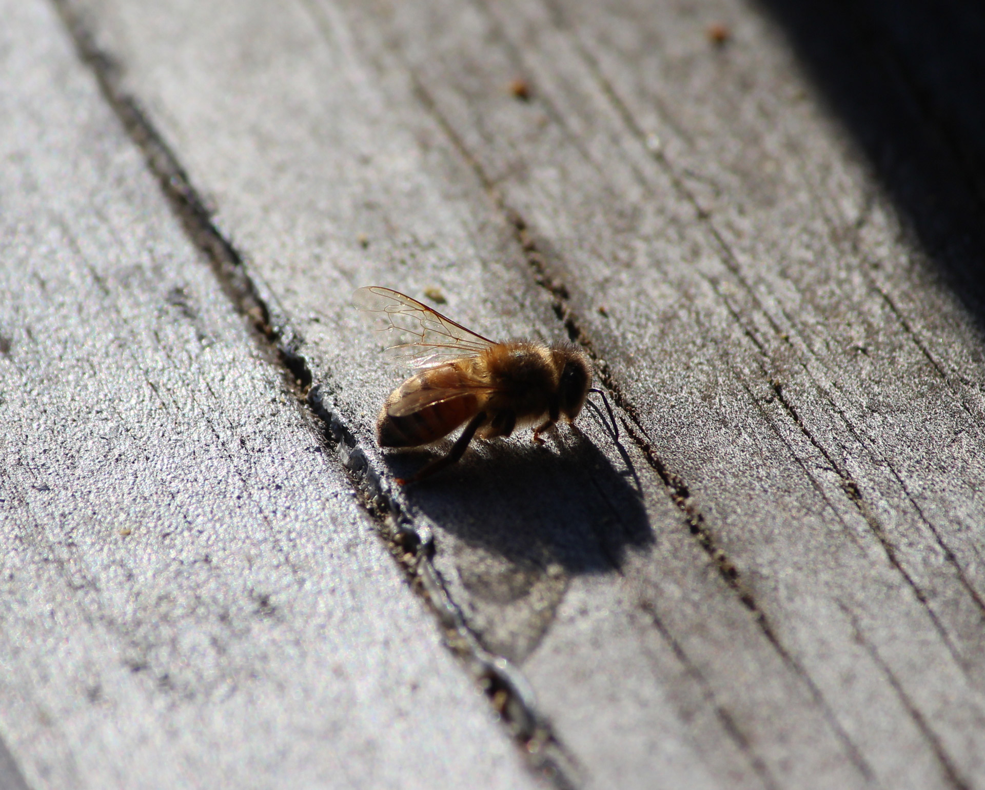 honey bee honeybee free photo