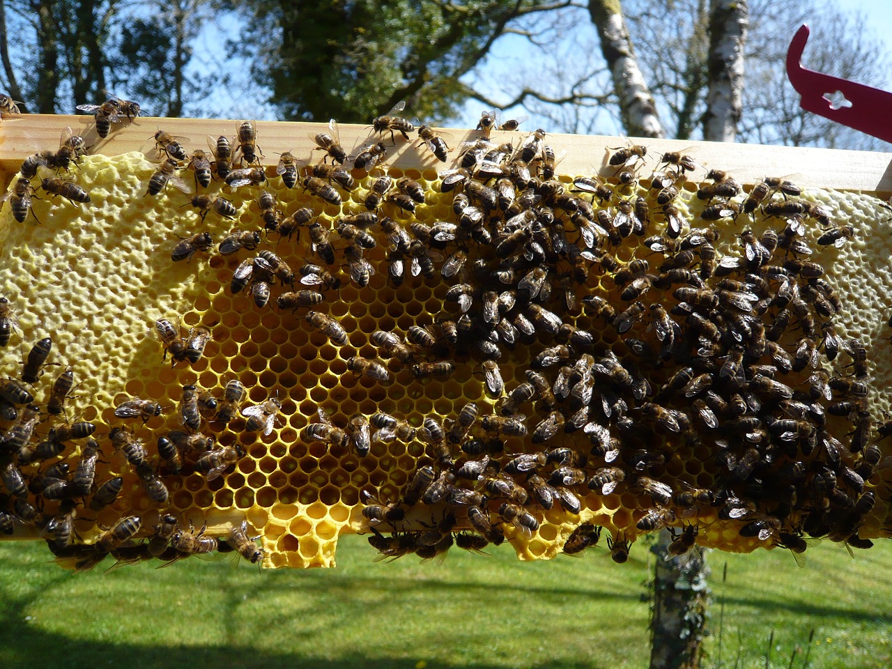 honeybees honeycomb honey free photo