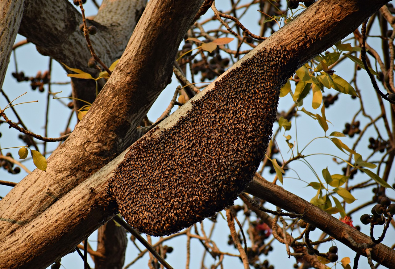 honeybees  beehive  beekeeping free photo