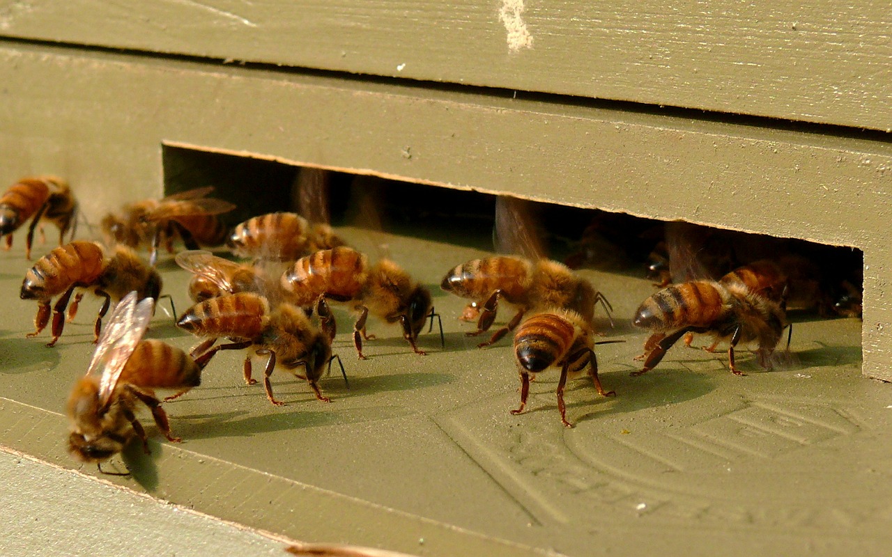 honeybees insects beehive free photo