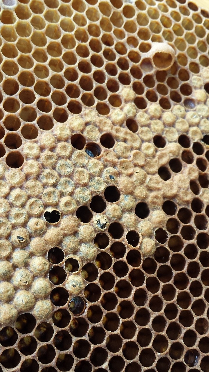 honeycomb hatching bee free photo