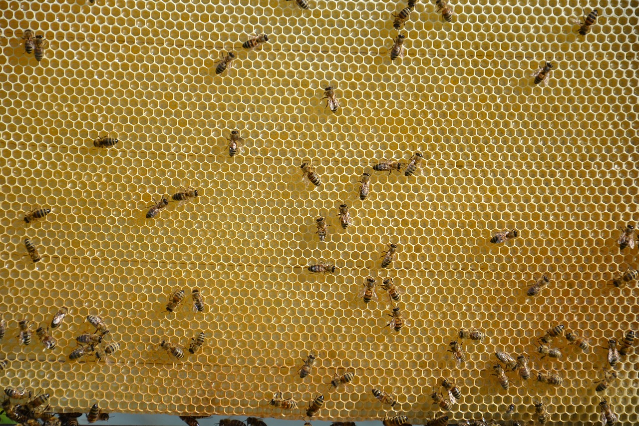 honeycomb honey sweet free photo