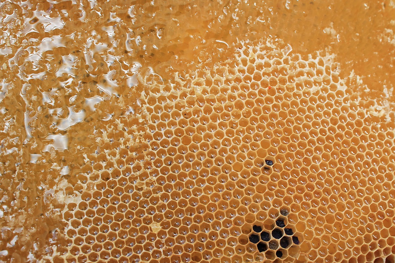 honeycomb honey delicious free photo