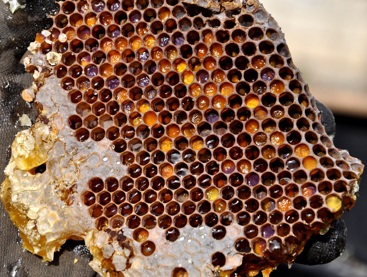 honeycomb pollen warehousing honey free photo
