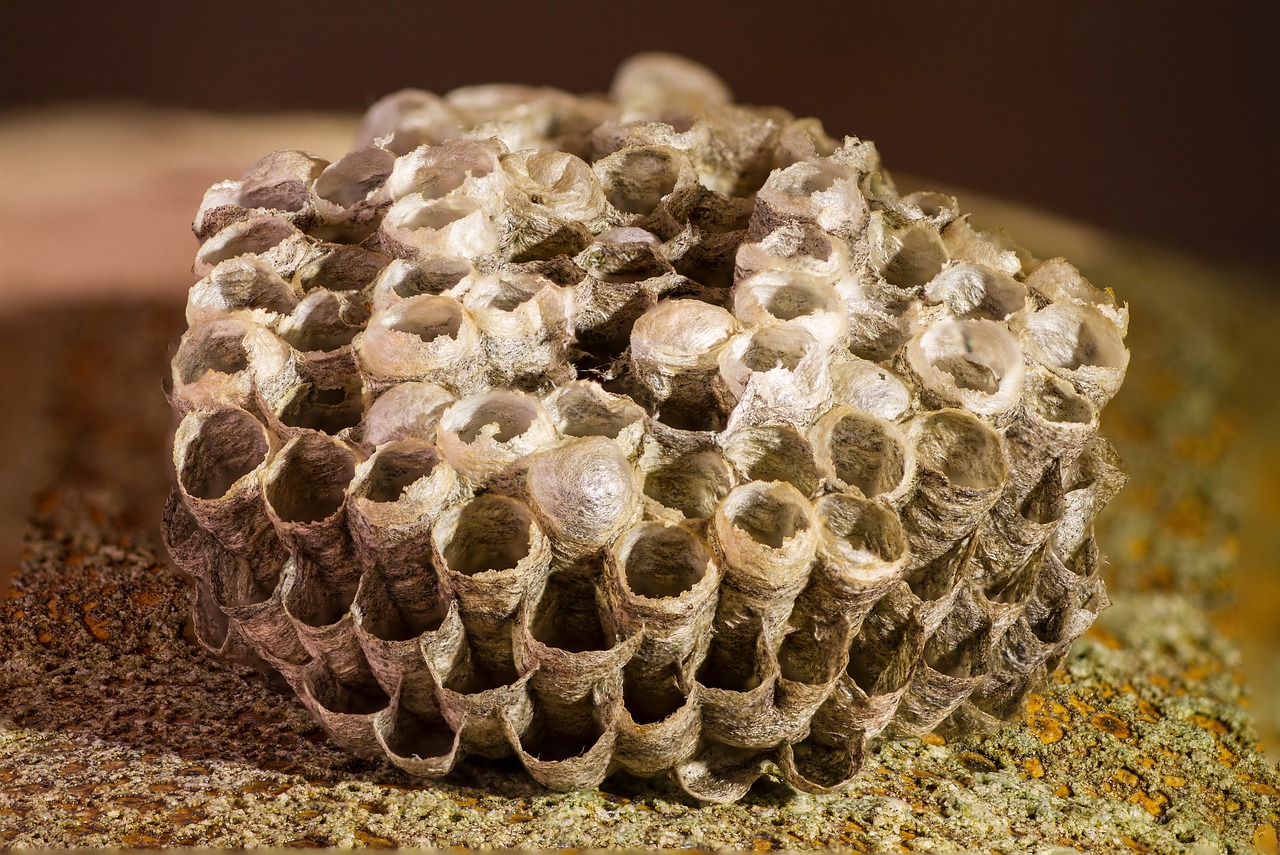 honeycomb wasp-combs the hive free photo