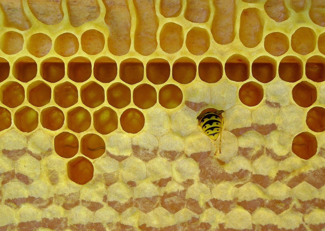 honeycomb bee beeswax free photo