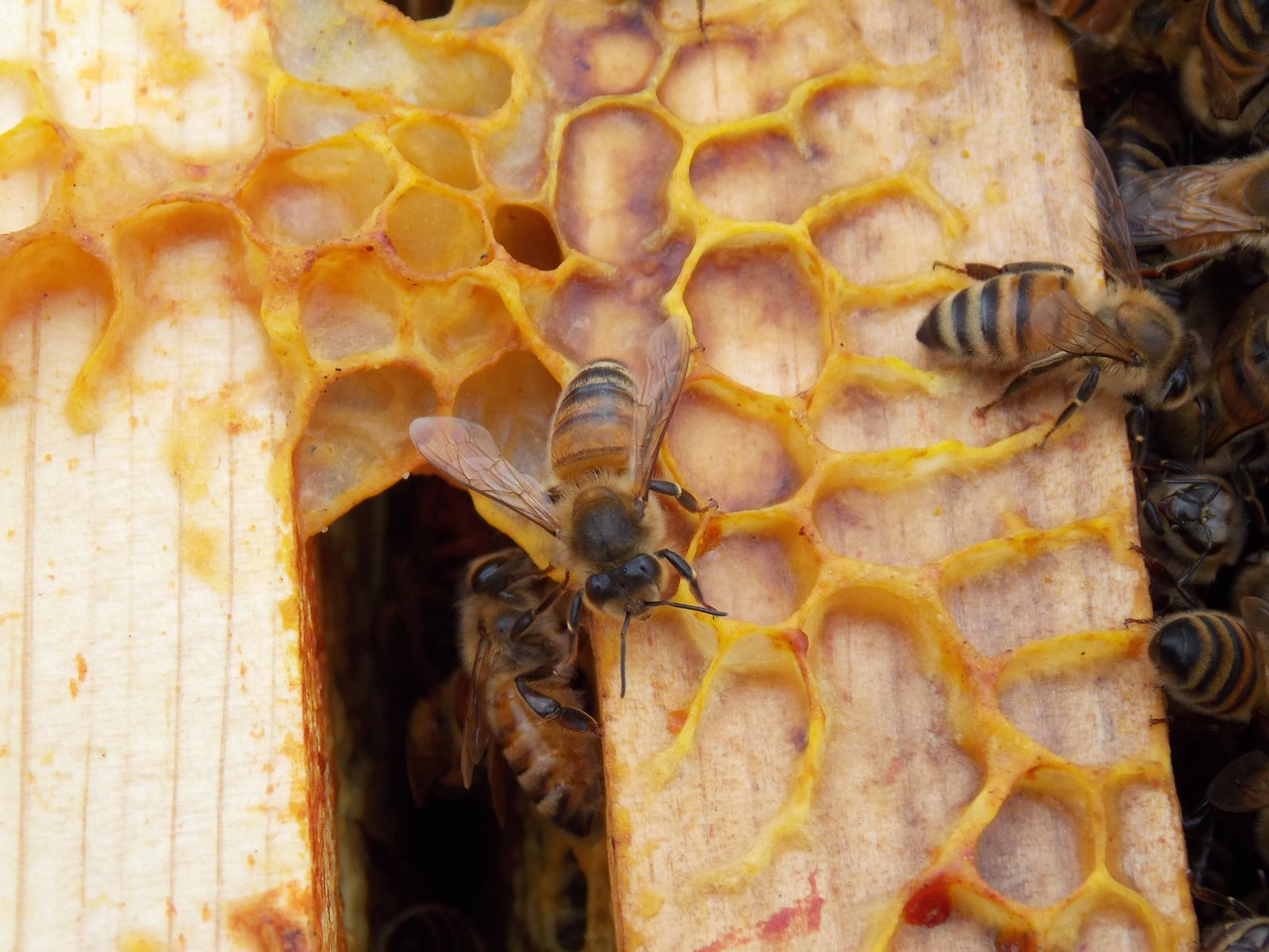 honeycomb bees hexagons free photo