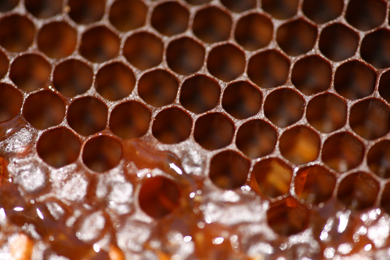 honeycomb  beeswax  honey free photo