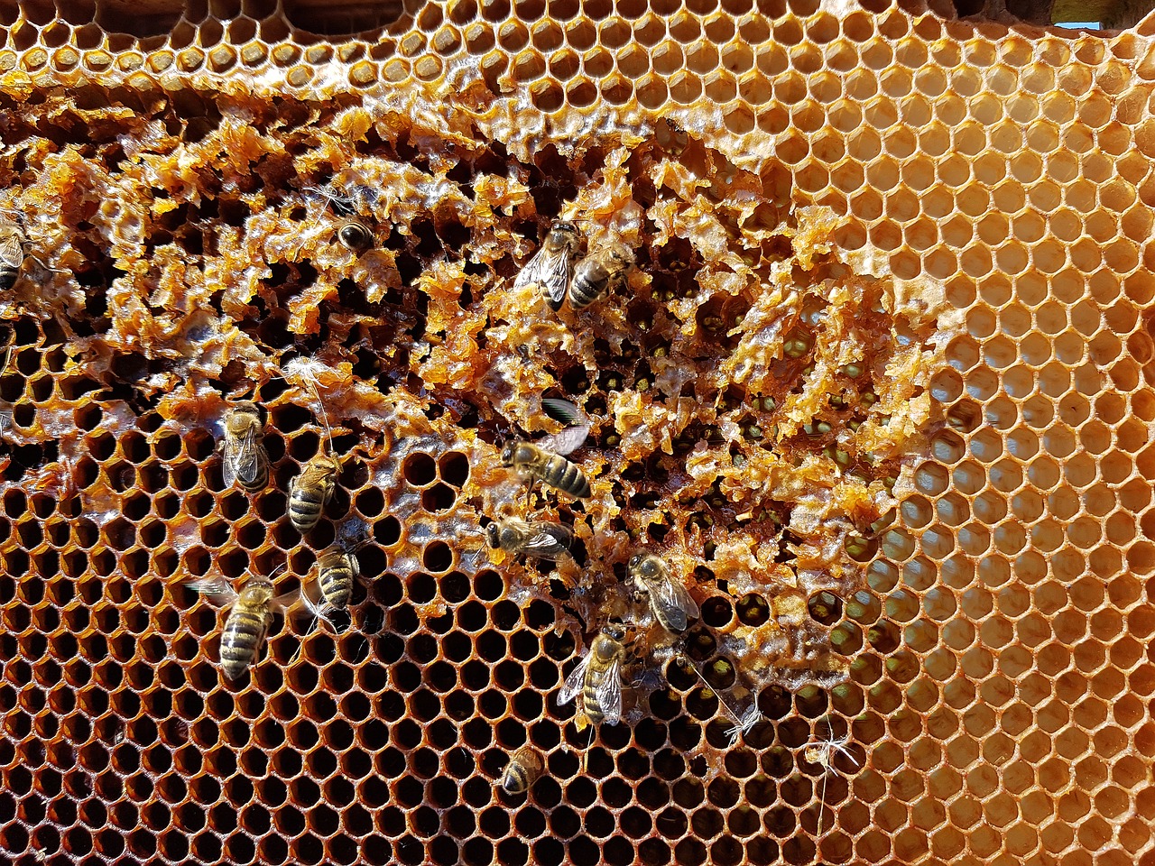 honeycomb  bees  honey free photo