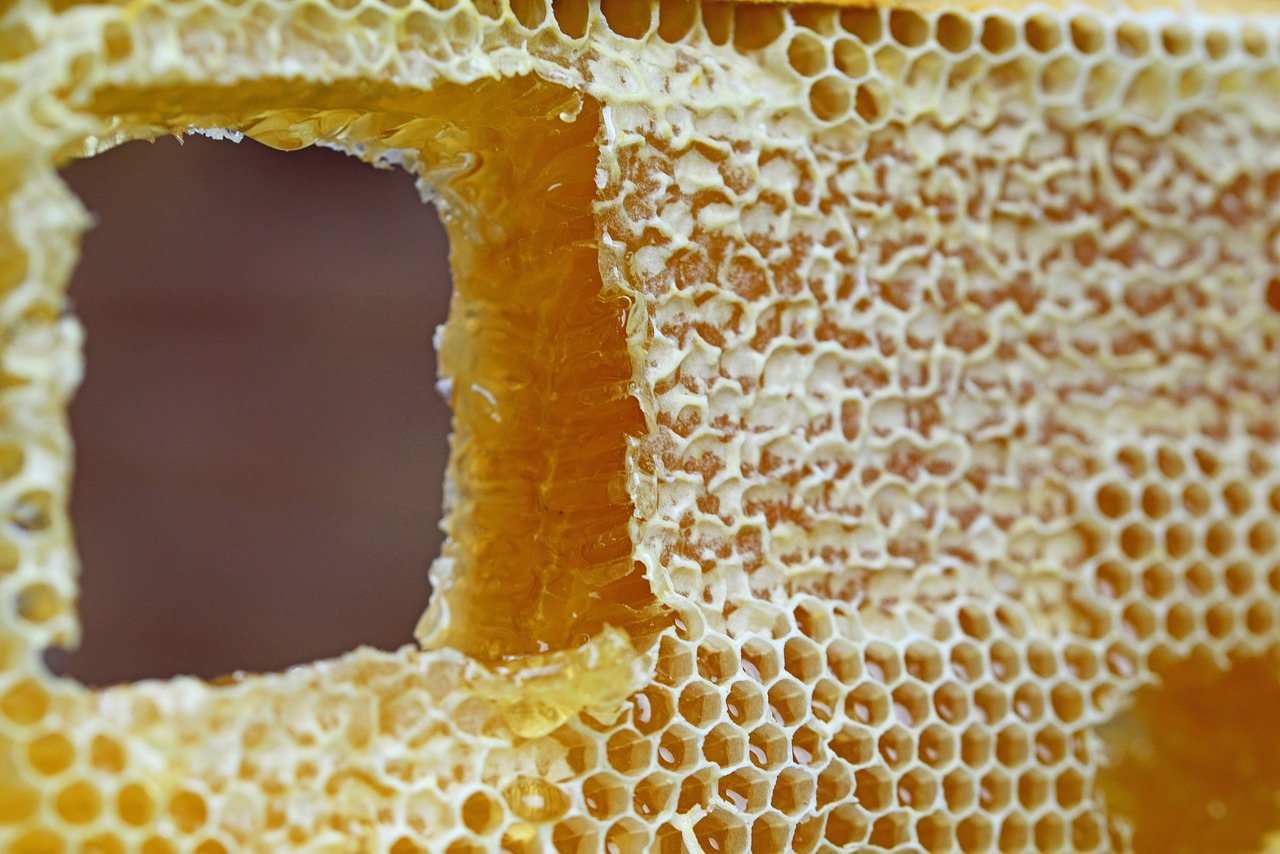 honeycomb comb honey free photo