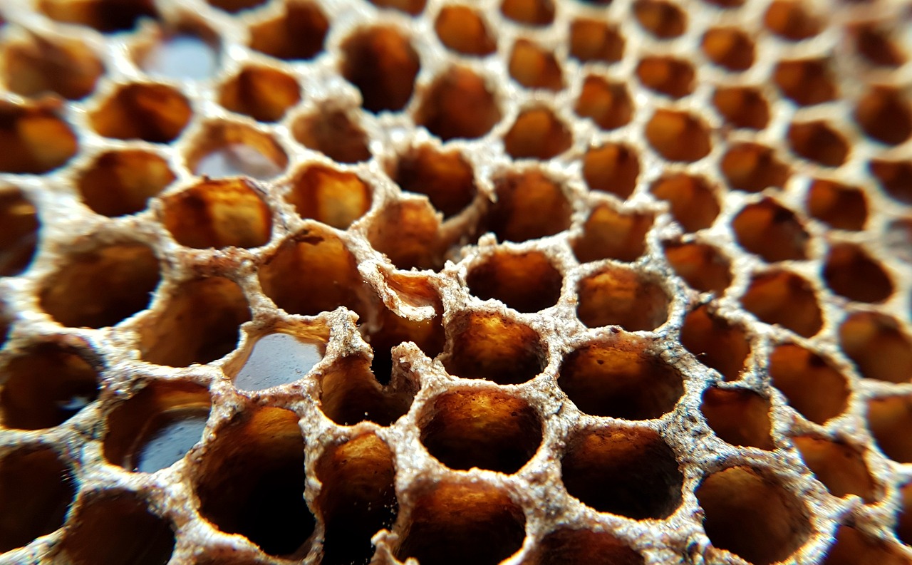 honeycomb  honey  design free photo