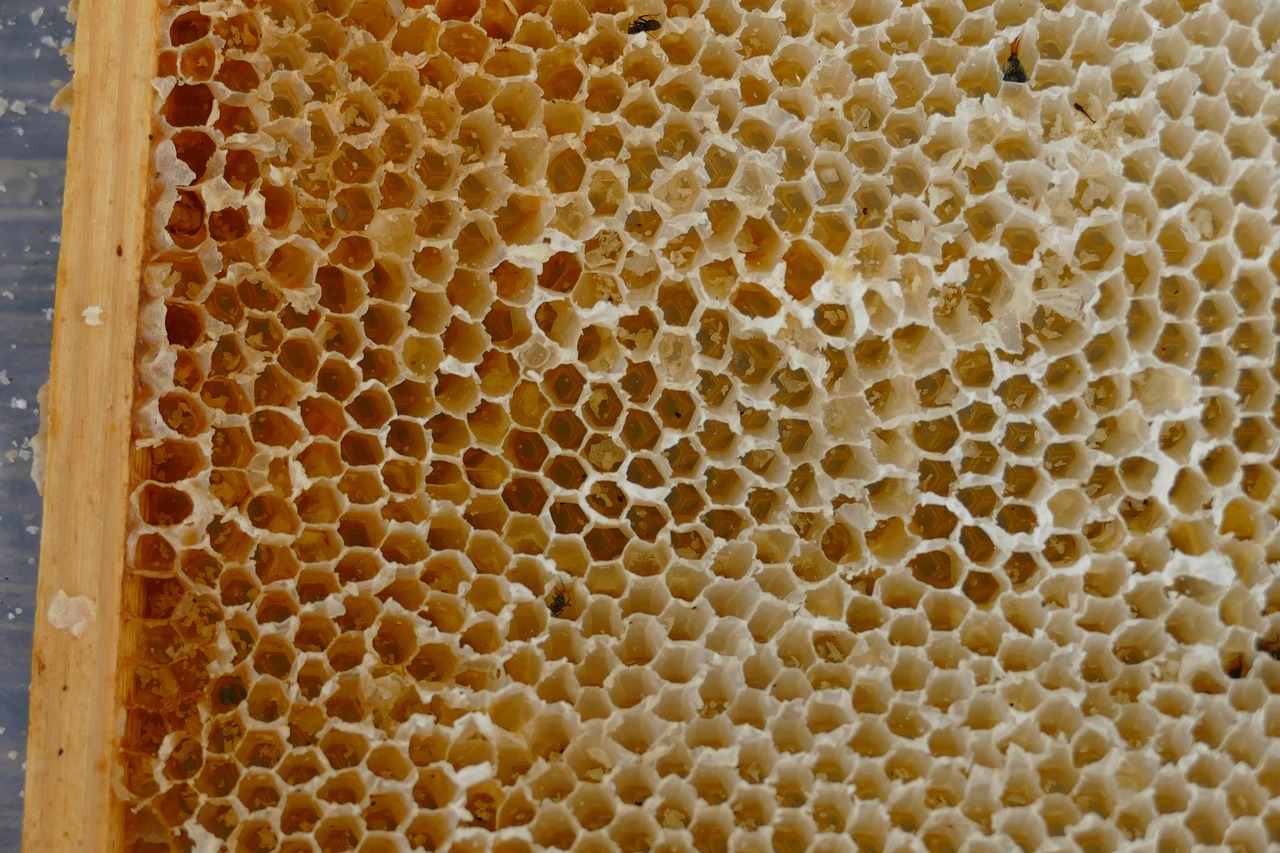Соты пчелиные сбоку