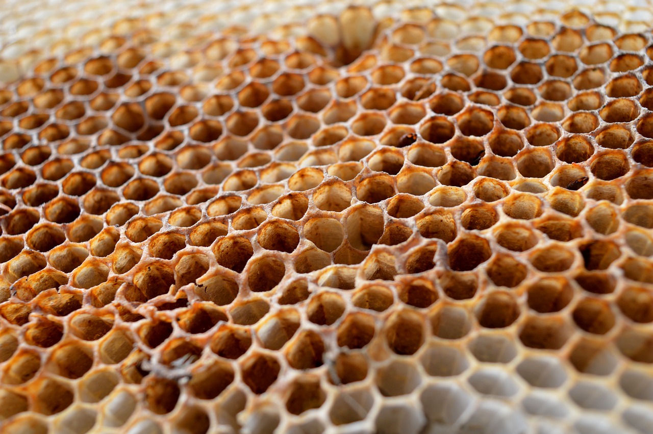 honeycomb  honeycomb structure  wax plate free photo