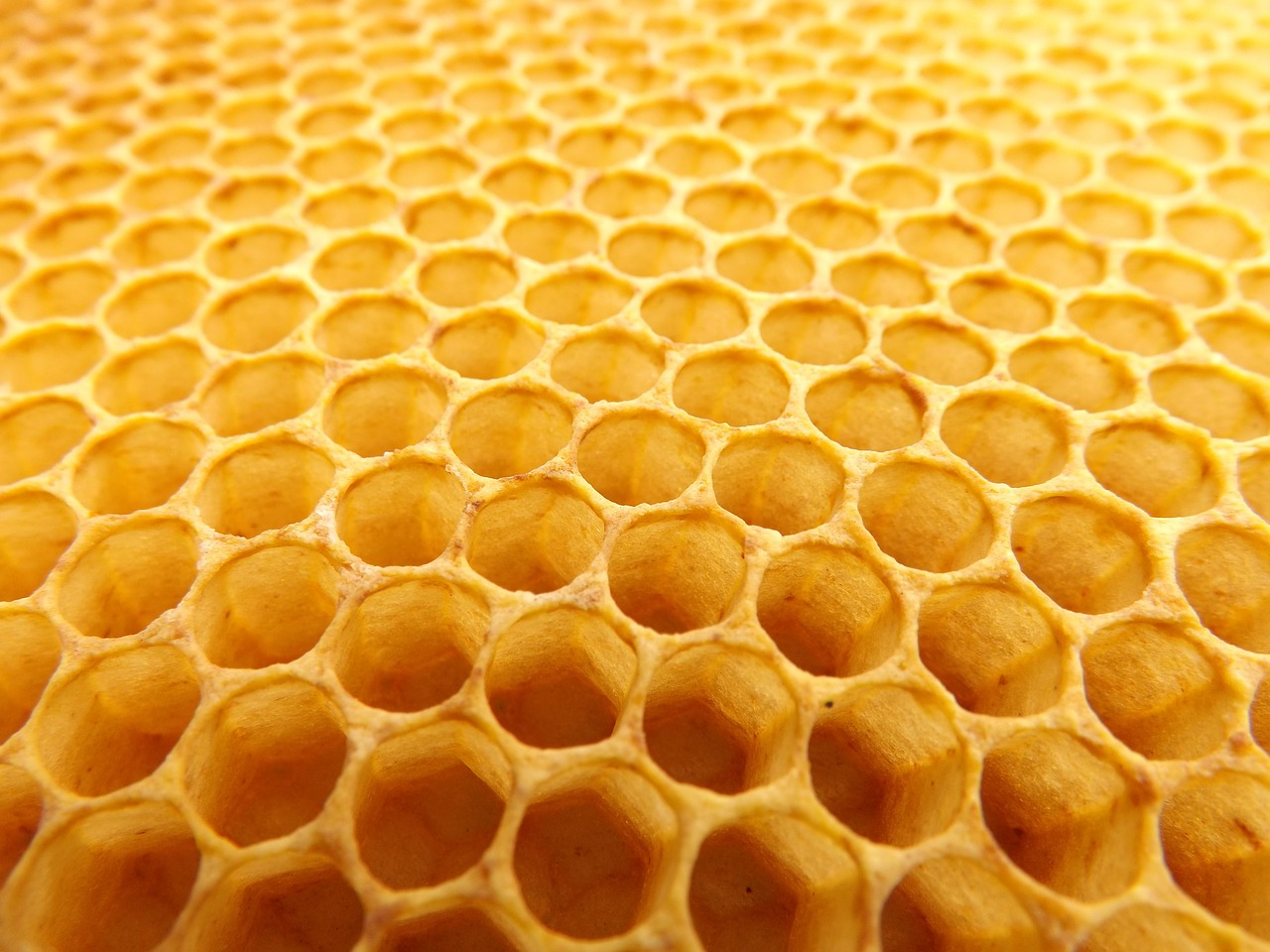 honeycomb beekeeping beehive free photo