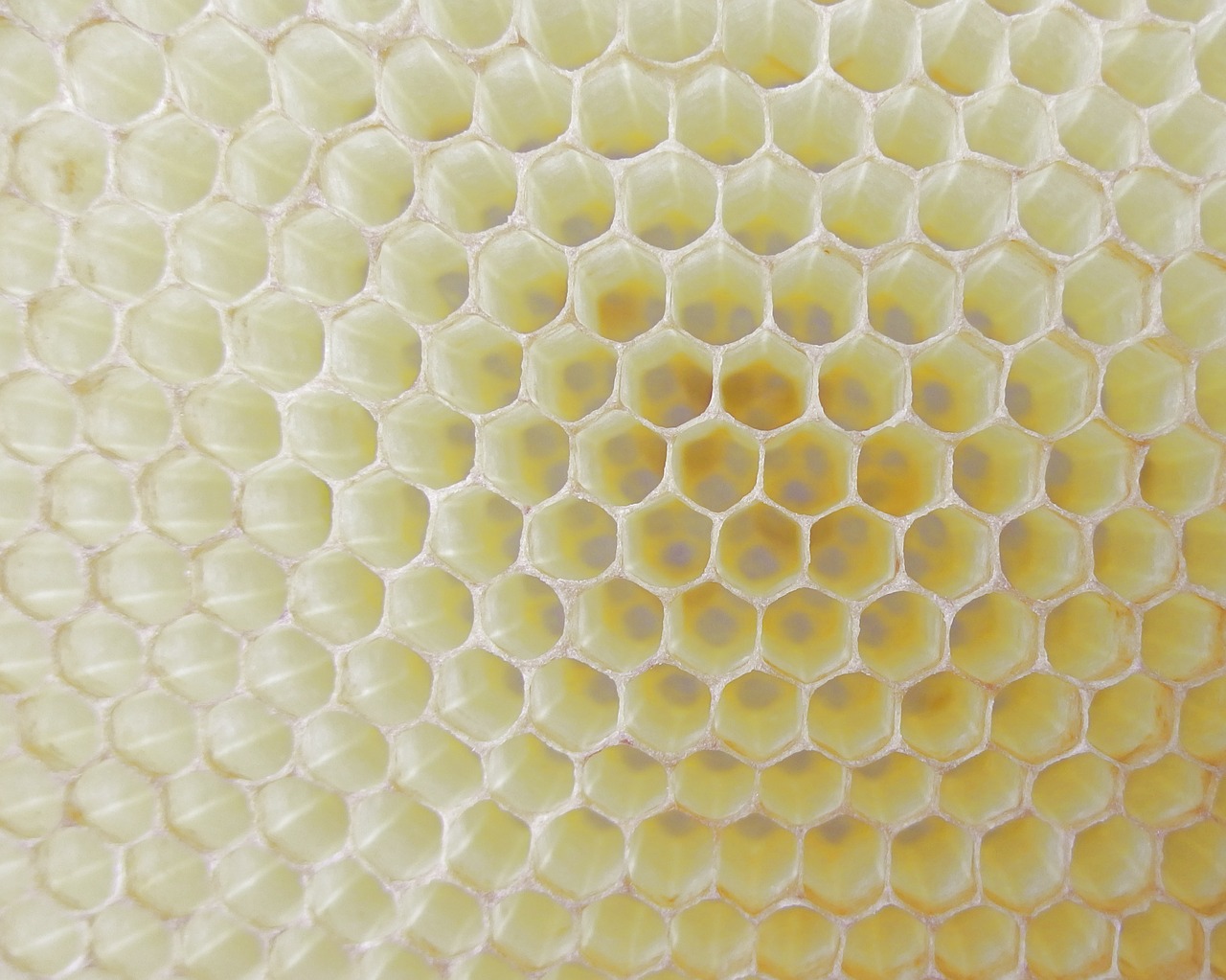 honeycomb work bee cell free photo