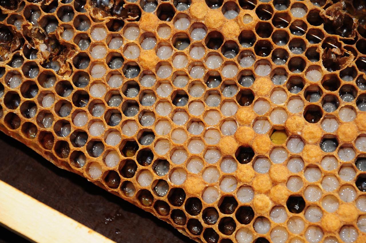 honeycomb simmer bees free photo