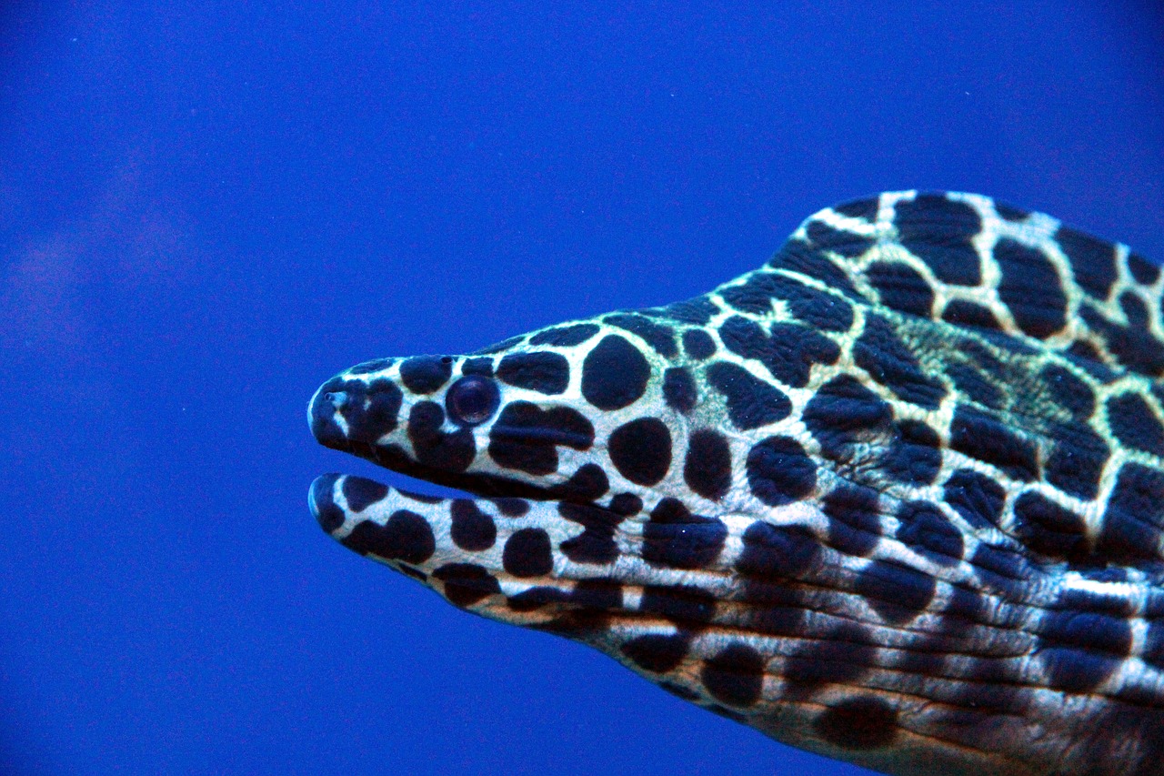 honeycomb moray gymnothorax favagineus moray free photo