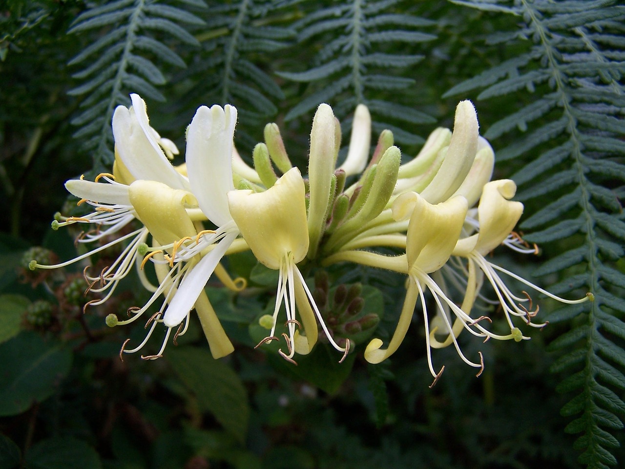 honeysuckle lonicera plant free photo