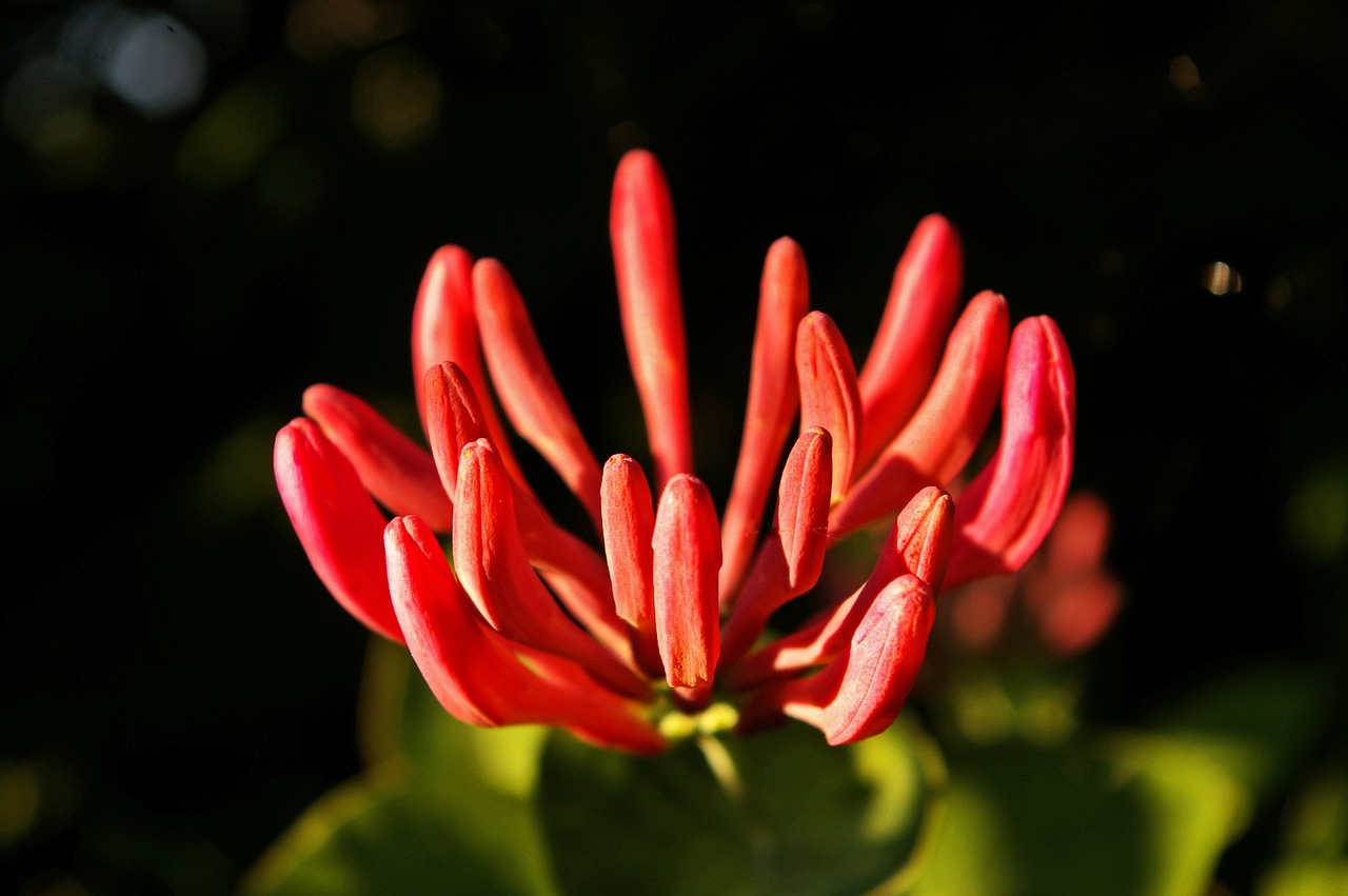 honeysuckle creeper plant free photo