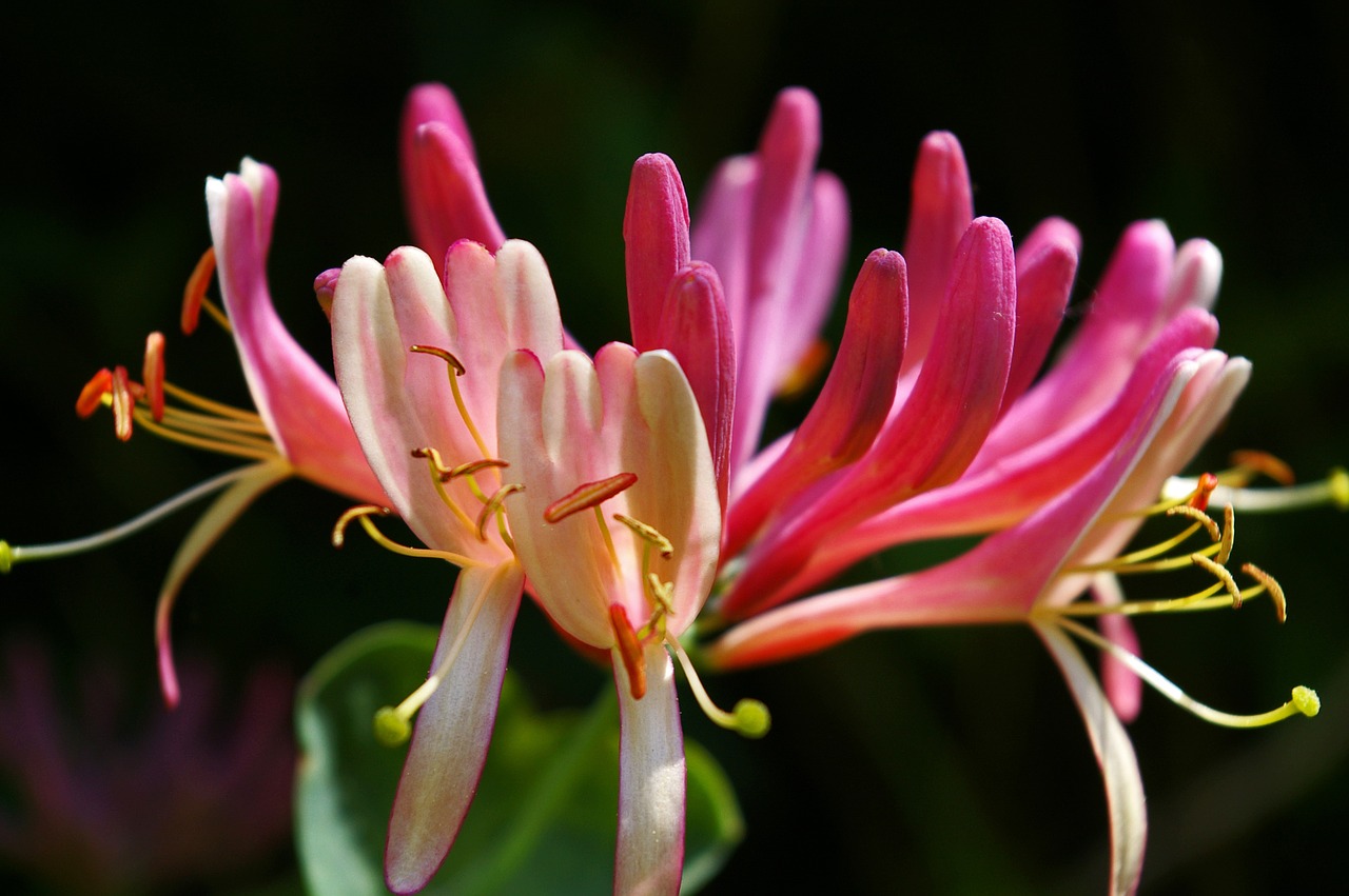 honeysuckle creeper plant free photo