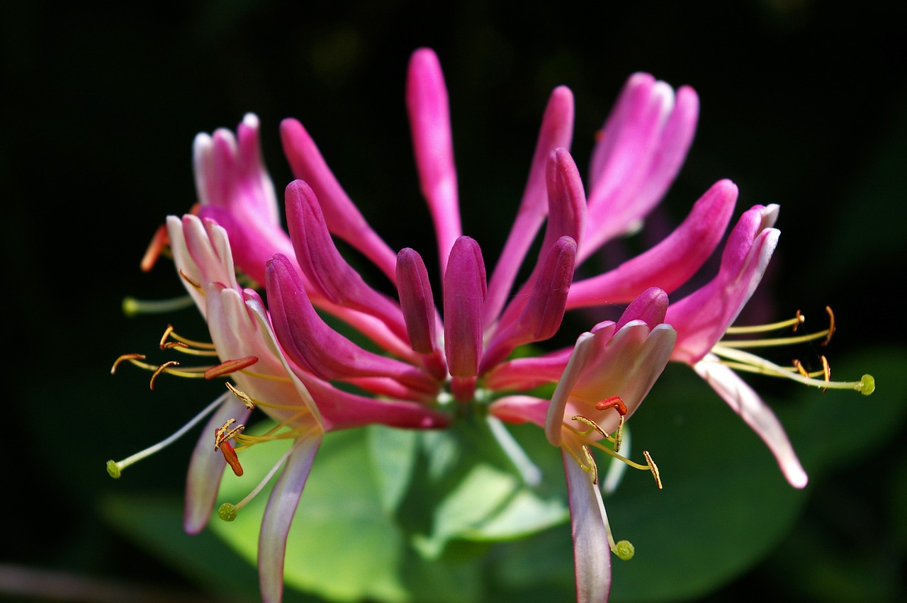 honeysuckle creeper plant free photo